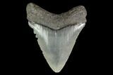 Serrated, Juvenile Megalodon Tooth - Georgia #142337-1